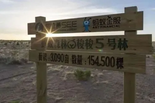 马云的蚂蚁森林,从来都不是营销套路,而是互联网最温柔的伟大