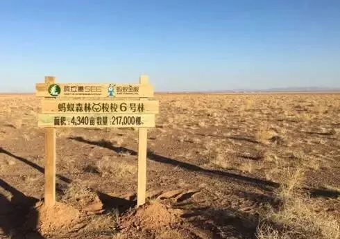 马云的蚂蚁森林,从来都不是营销套路,而是互联网最温柔的伟大