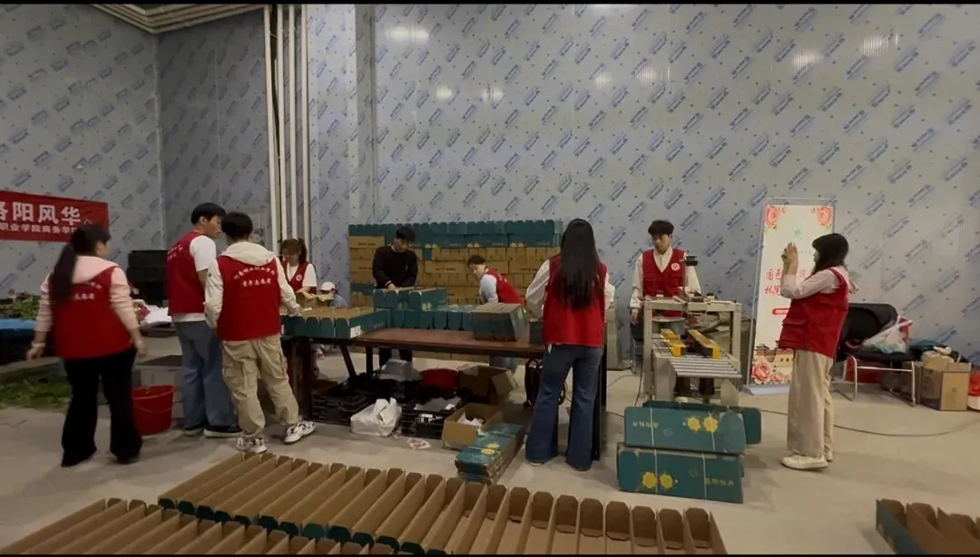 青春助农·花漾洛阳|直播社&营销联盟牡丹基地志愿行,共赴国色焕新之约