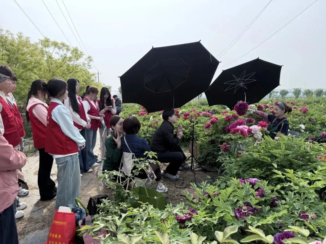 青春助农·花漾洛阳|直播社&营销联盟牡丹基地志愿行,共赴国色焕新之约