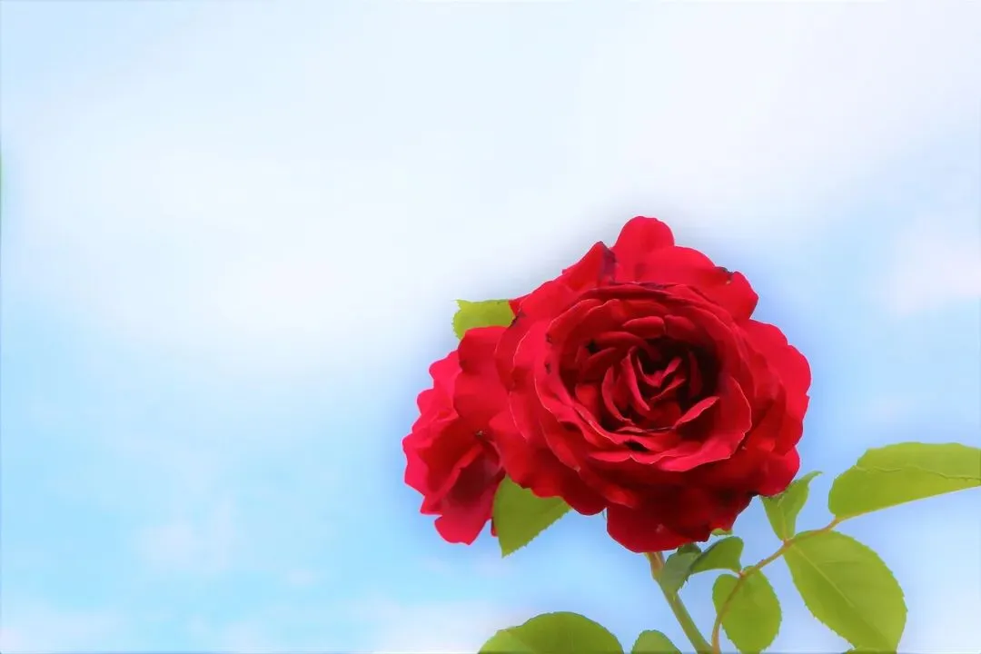 在相亲市场里,一共有以下四类人,看一个十年媒人的总结,准不准,看了再说