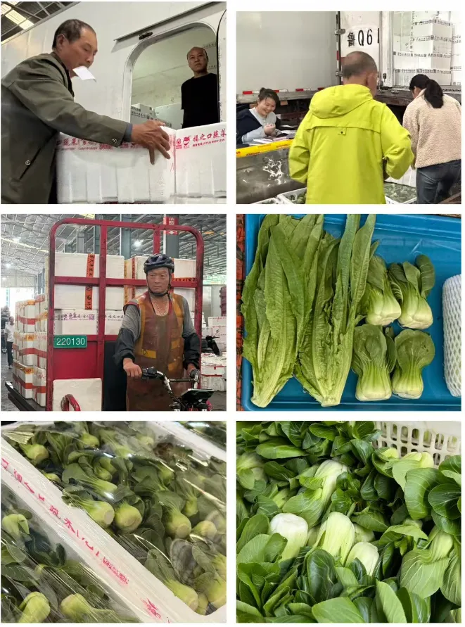 莴笋冲击外省市场,豇豆半月降37%