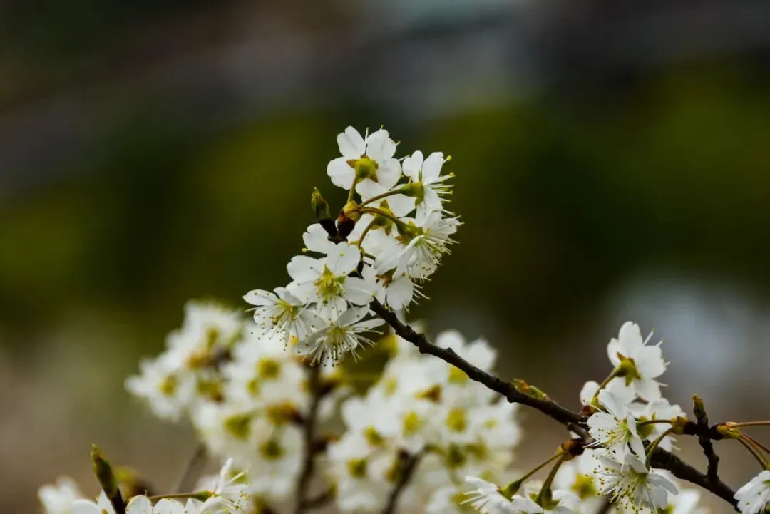 我们从小吃到大的中国樱桃,为何在市场上干不过车厘子?