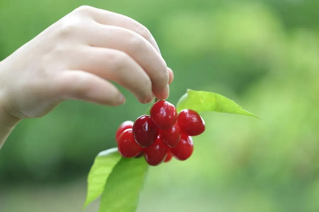 我们从小吃到大的中国樱桃,为何在市场上干不过车厘子?