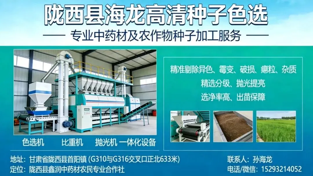 2026年4月20日岷县中药材市场快讯(当归饮片走货不快,成交价格疲软)