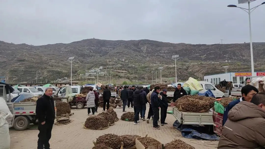 2026年4月20日岷县中药材市场快讯(当归饮片走货不快,成交价格疲软)