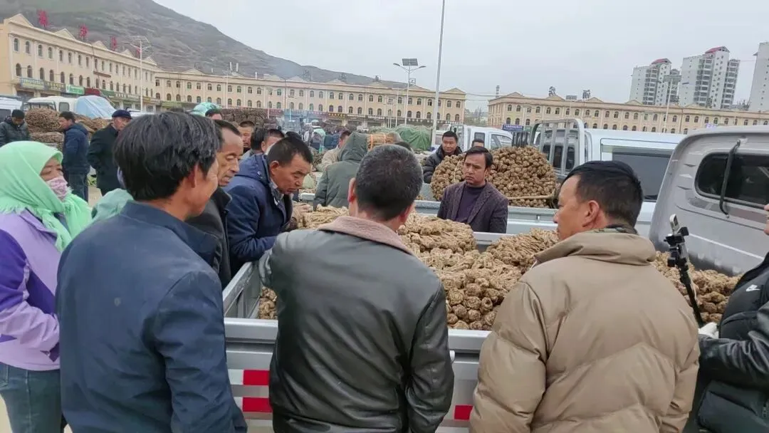 2026年4月20日岷县中药材市场快讯(当归饮片走货不快,成交价格疲软)