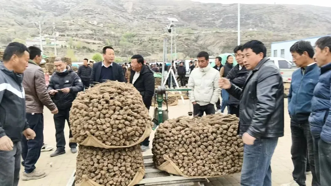 2026年4月20日岷县中药材市场快讯(当归饮片走货不快,成交价格疲软)