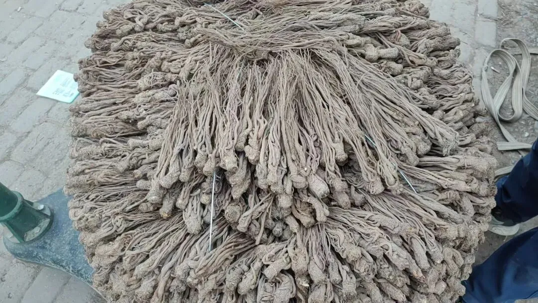 2026年4月20日岷县中药材市场快讯(当归饮片走货不快,成交价格疲软)