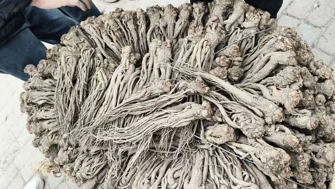 2026年4月20日岷县中药材市场快讯(当归饮片走货不快,成交价格疲软)