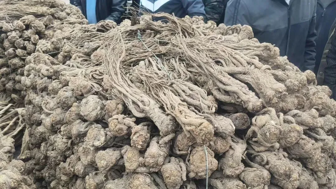 2026年4月20日岷县中药材市场快讯(当归饮片走货不快,成交价格疲软)