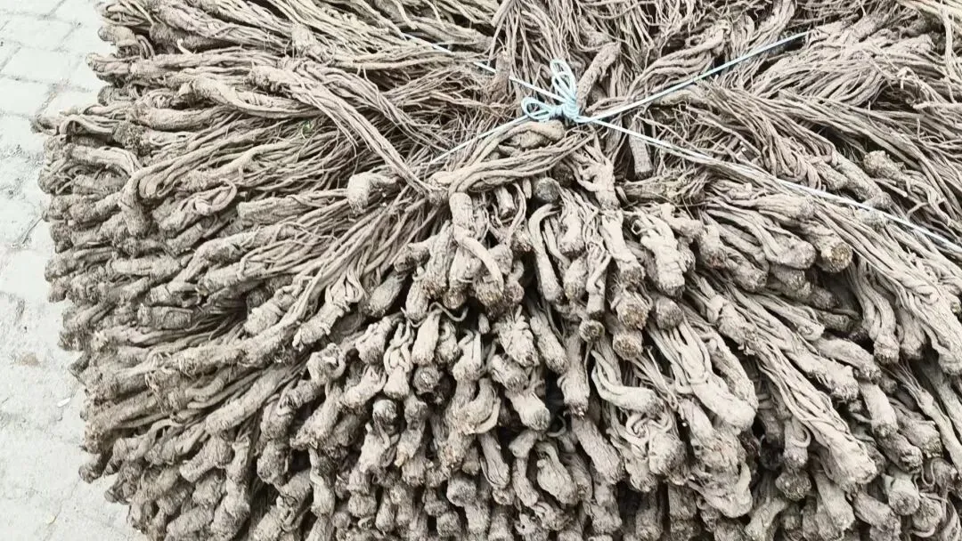 2026年4月20日岷县中药材市场快讯(当归饮片走货不快,成交价格疲软)