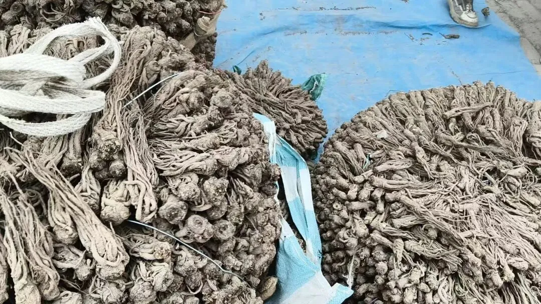 2026年4月20日岷县中药材市场快讯(当归饮片走货不快,成交价格疲软)