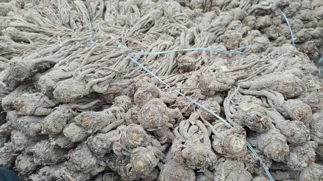 2026年4月20日岷县中药材市场快讯(当归饮片走货不快,成交价格疲软)