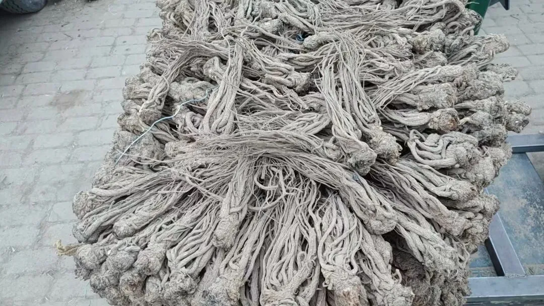 2026年4月20日岷县中药材市场快讯(当归饮片走货不快,成交价格疲软)