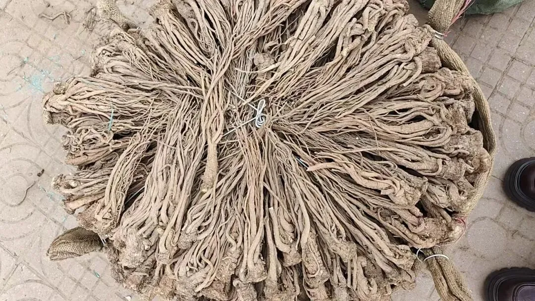 2026年4月20日岷县中药材市场快讯(当归饮片走货不快,成交价格疲软)