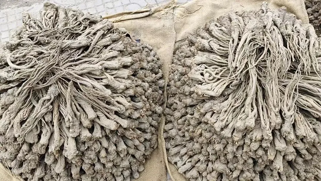 2026年4月20日岷县中药材市场快讯(当归饮片走货不快,成交价格疲软)