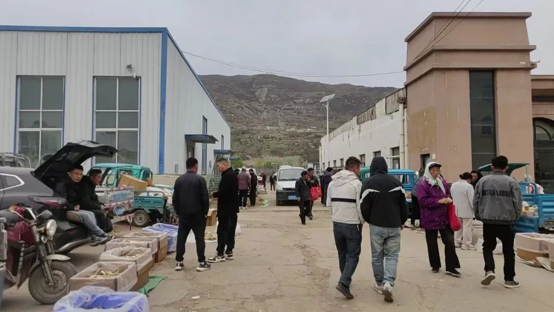 2026年4月20日岷县中药材市场快讯(当归饮片走货不快,成交价格疲软)