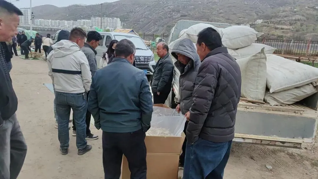 2026年4月20日岷县中药材市场快讯(当归饮片走货不快,成交价格疲软)