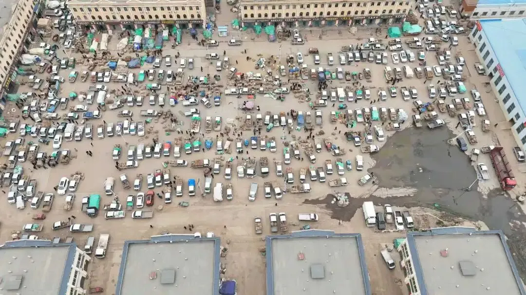 2026年4月20日岷县中药材市场快讯(当归饮片走货不快,成交价格疲软)