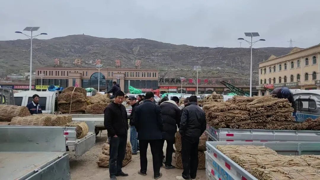 2026年4月20日岷县中药材市场快讯(当归饮片走货不快,成交价格疲软)