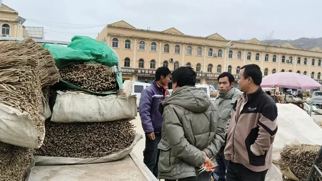 2026年4月20日岷县中药材市场快讯(当归饮片走货不快,成交价格疲软)