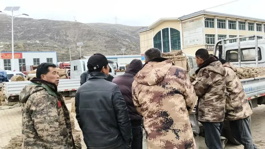 2026年4月20日岷县中药材市场快讯(当归饮片走货不快,成交价格疲软)