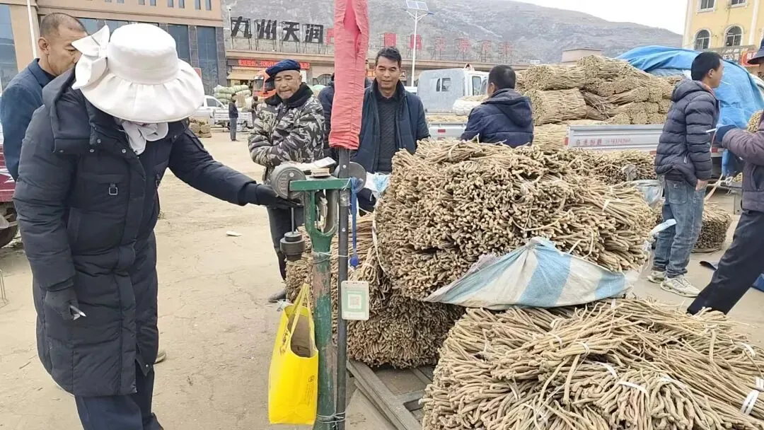 2026年4月20日岷县中药材市场快讯(当归饮片走货不快,成交价格疲软)