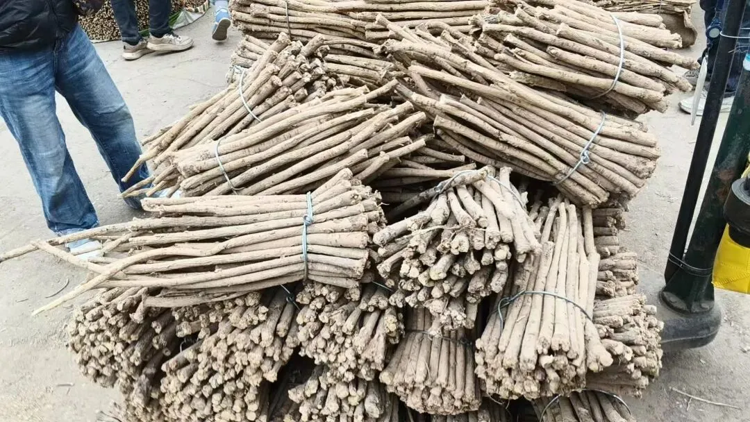 2026年4月20日岷县中药材市场快讯(当归饮片走货不快,成交价格疲软)