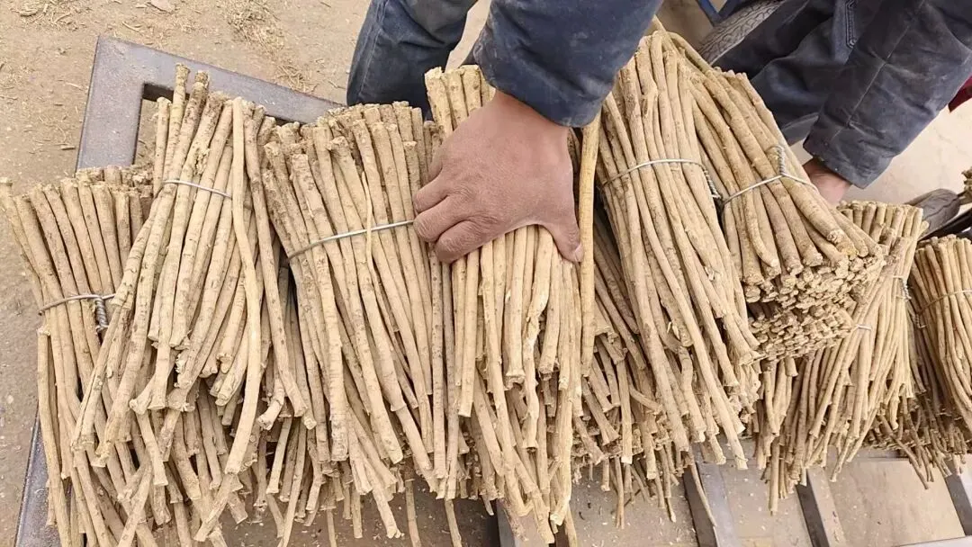 2026年4月20日岷县中药材市场快讯(当归饮片走货不快,成交价格疲软)