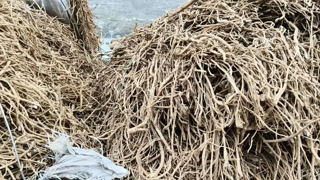 2026年4月20日岷县中药材市场快讯(当归饮片走货不快,成交价格疲软)