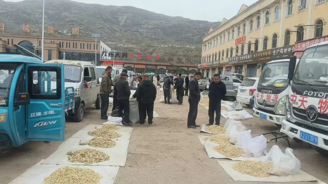 2026年4月20日岷县中药材市场快讯(当归饮片走货不快,成交价格疲软)