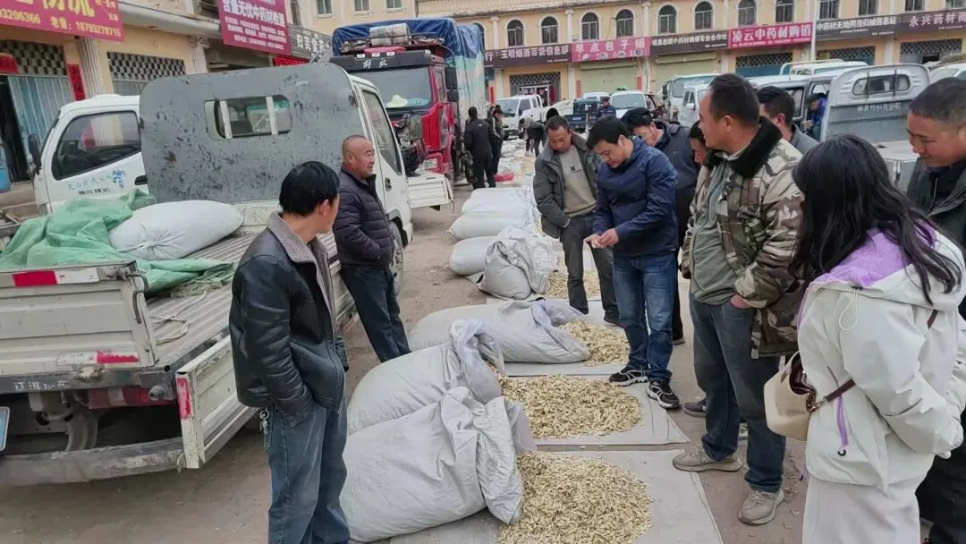 2026年4月20日岷县中药材市场快讯(当归饮片走货不快,成交价格疲软)