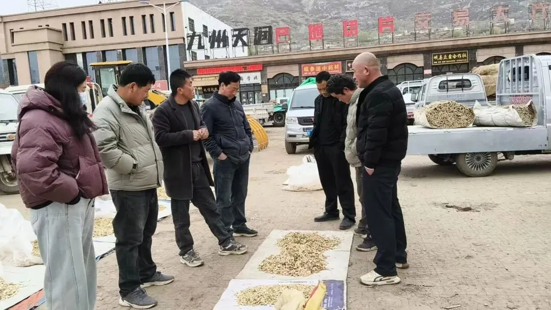 2026年4月20日岷县中药材市场快讯(当归饮片走货不快,成交价格疲软)