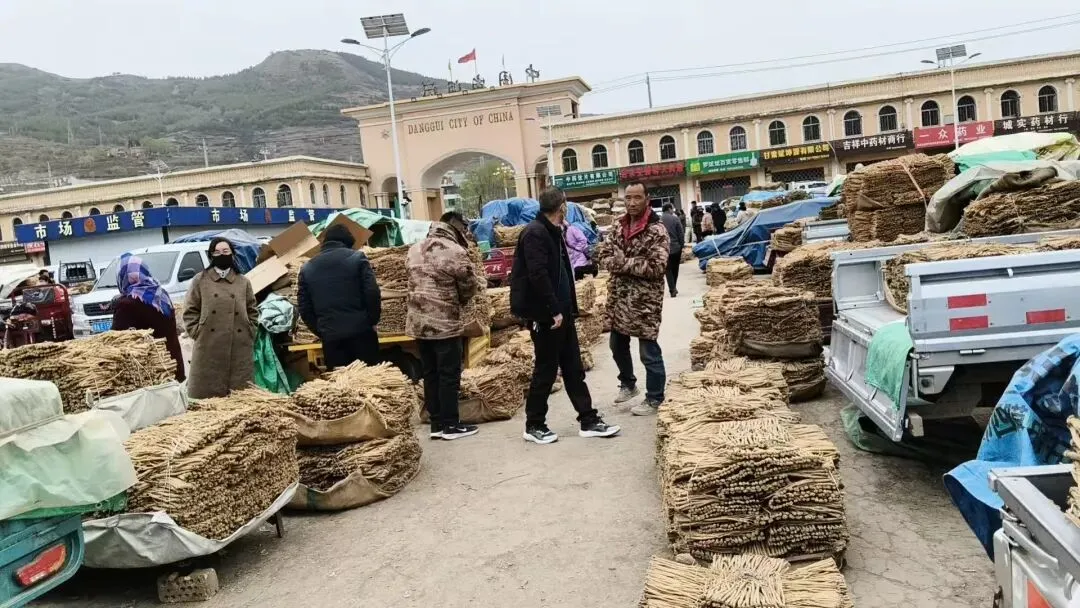 2026年4月20日岷县中药材市场快讯(当归饮片走货不快,成交价格疲软)
