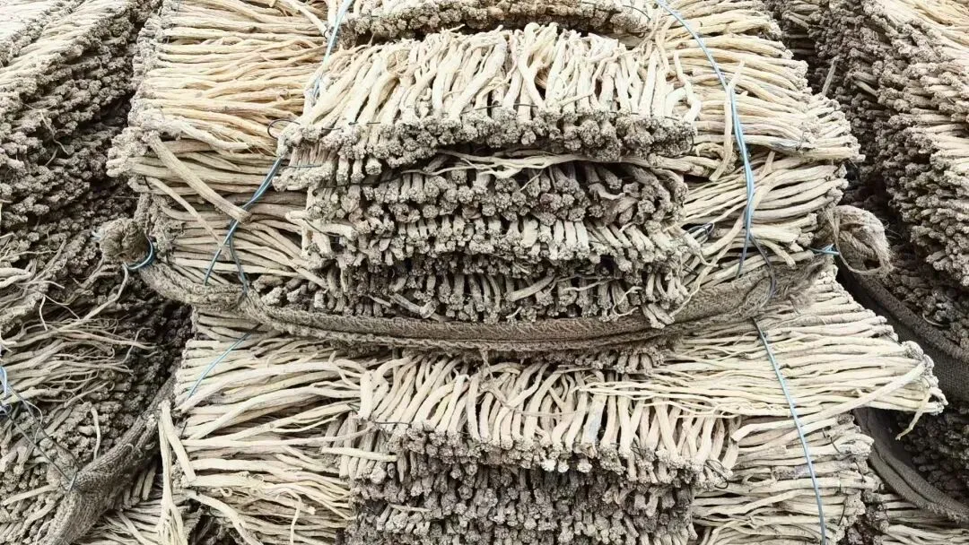 2026年4月20日岷县中药材市场快讯(当归饮片走货不快,成交价格疲软)