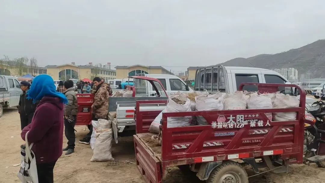 2026年4月20日岷县中药材市场快讯(当归饮片走货不快,成交价格疲软)