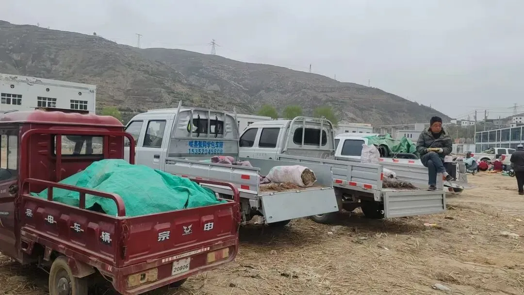 2026年4月20日岷县中药材市场快讯(当归饮片走货不快,成交价格疲软)