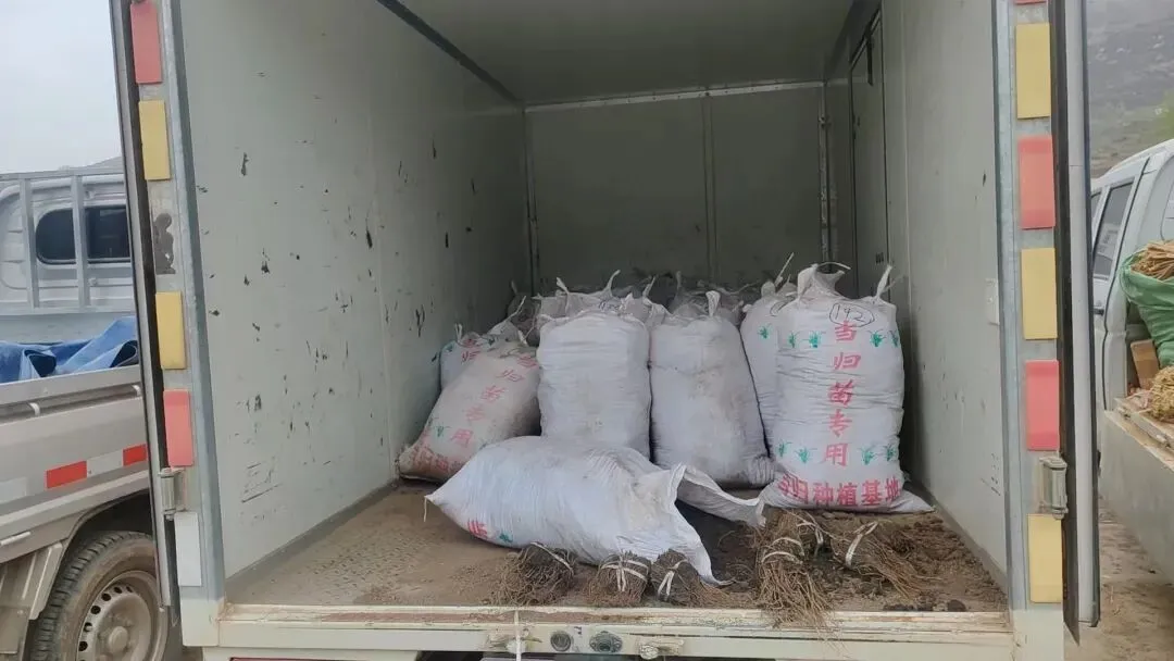 2026年4月20日岷县中药材市场快讯(当归饮片走货不快,成交价格疲软)