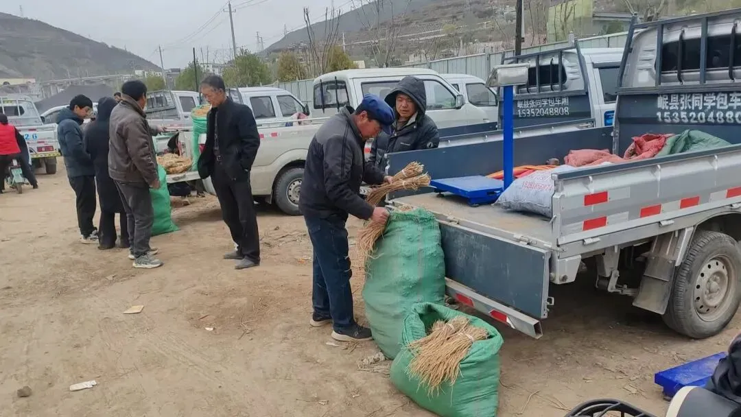 2026年4月20日岷县中药材市场快讯(当归饮片走货不快,成交价格疲软)