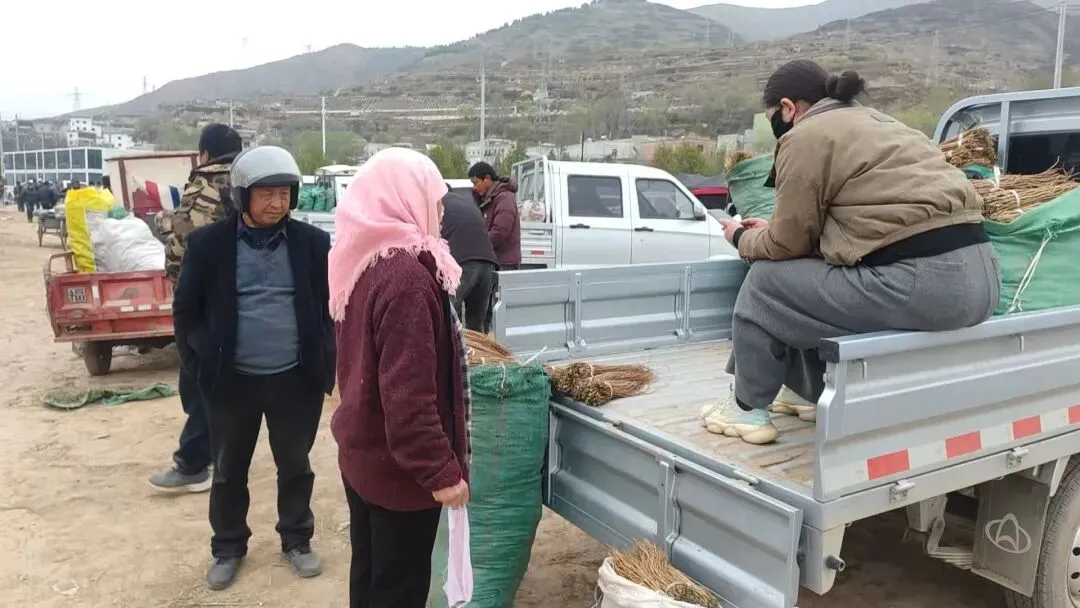 2026年4月20日岷县中药材市场快讯(当归饮片走货不快,成交价格疲软)