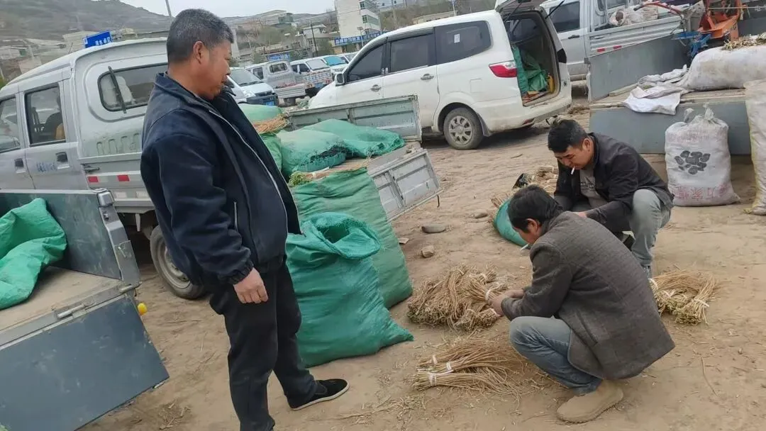 2026年4月20日岷县中药材市场快讯(当归饮片走货不快,成交价格疲软)