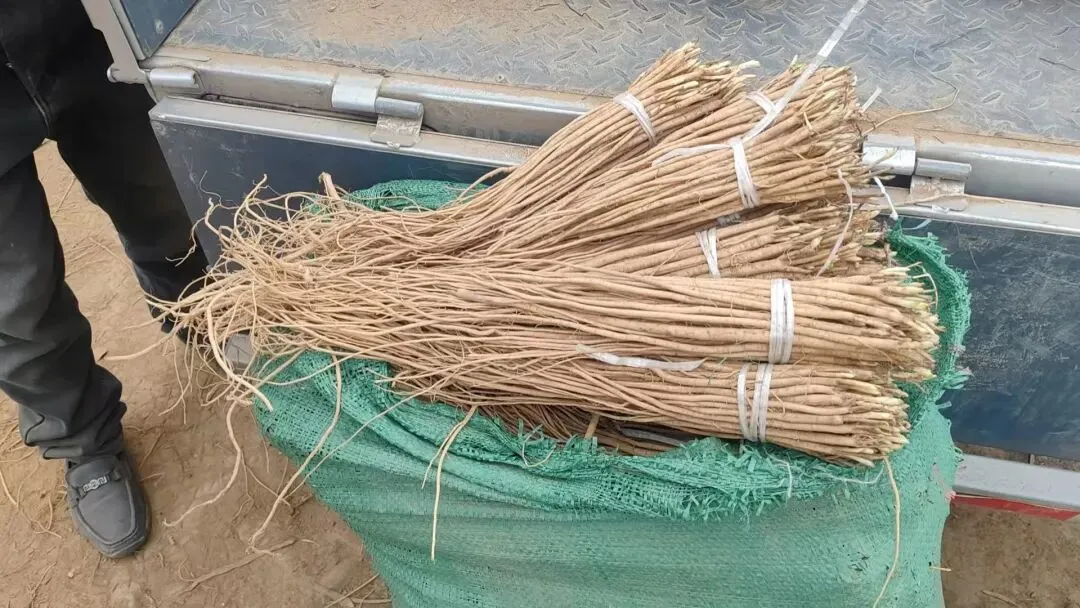 2026年4月20日岷县中药材市场快讯(当归饮片走货不快,成交价格疲软)