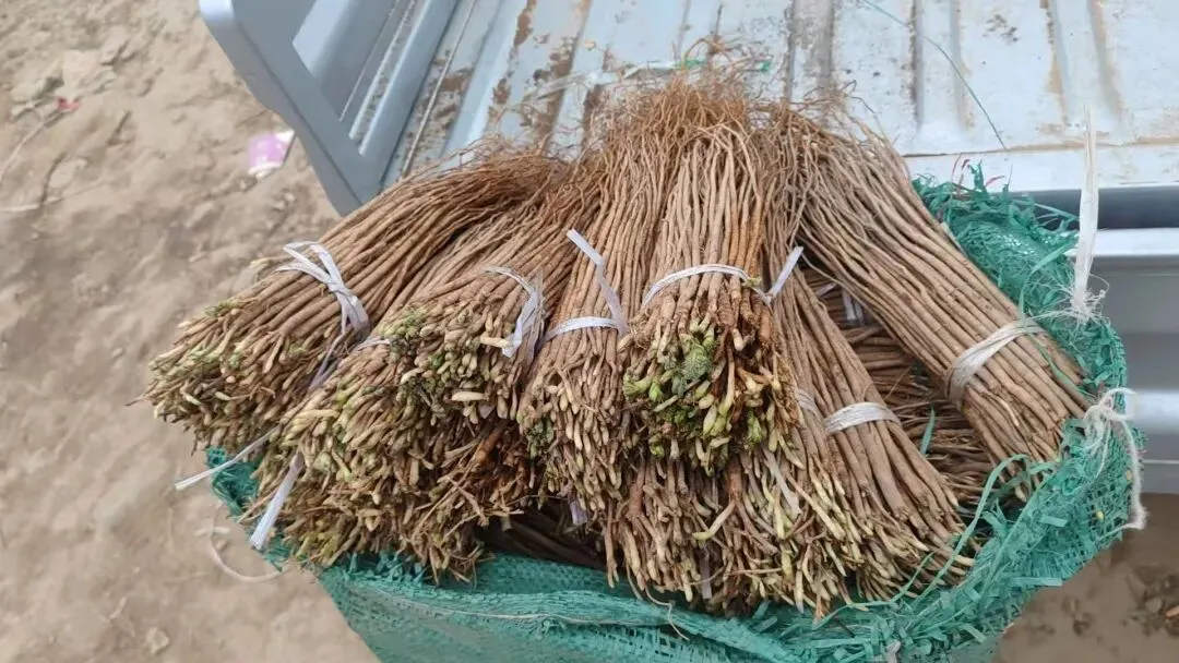 2026年4月20日岷县中药材市场快讯(当归饮片走货不快,成交价格疲软)