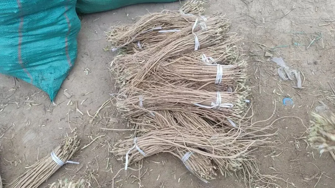 2026年4月20日岷县中药材市场快讯(当归饮片走货不快,成交价格疲软)