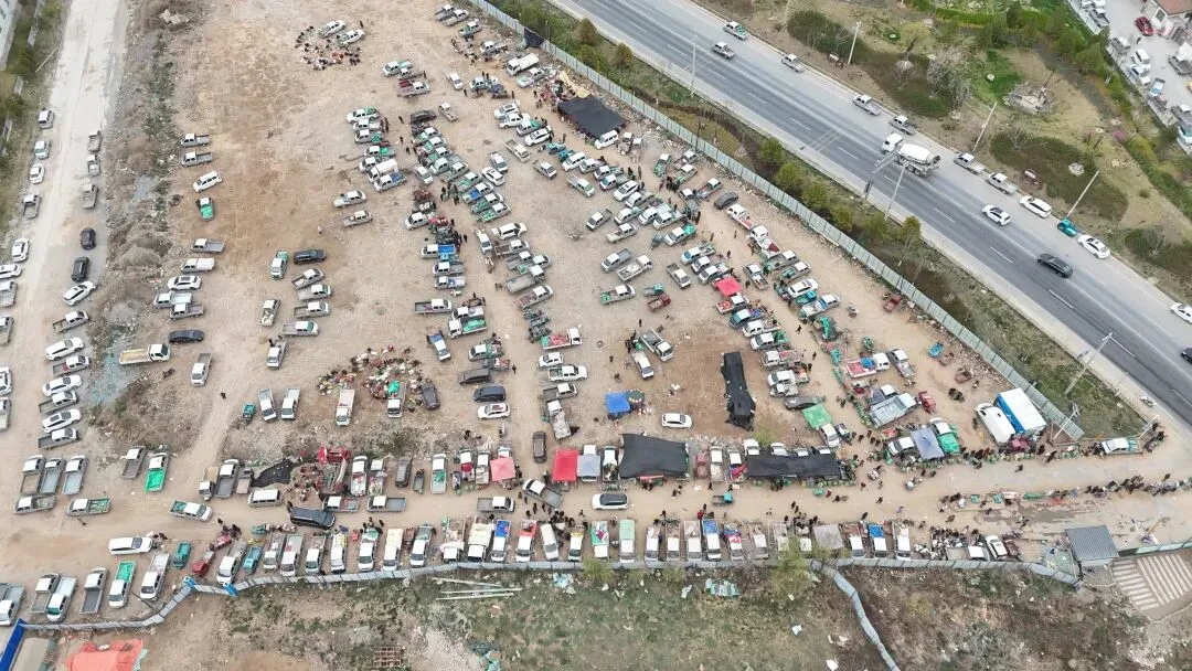 2026年4月20日岷县中药材市场快讯(当归饮片走货不快,成交价格疲软)