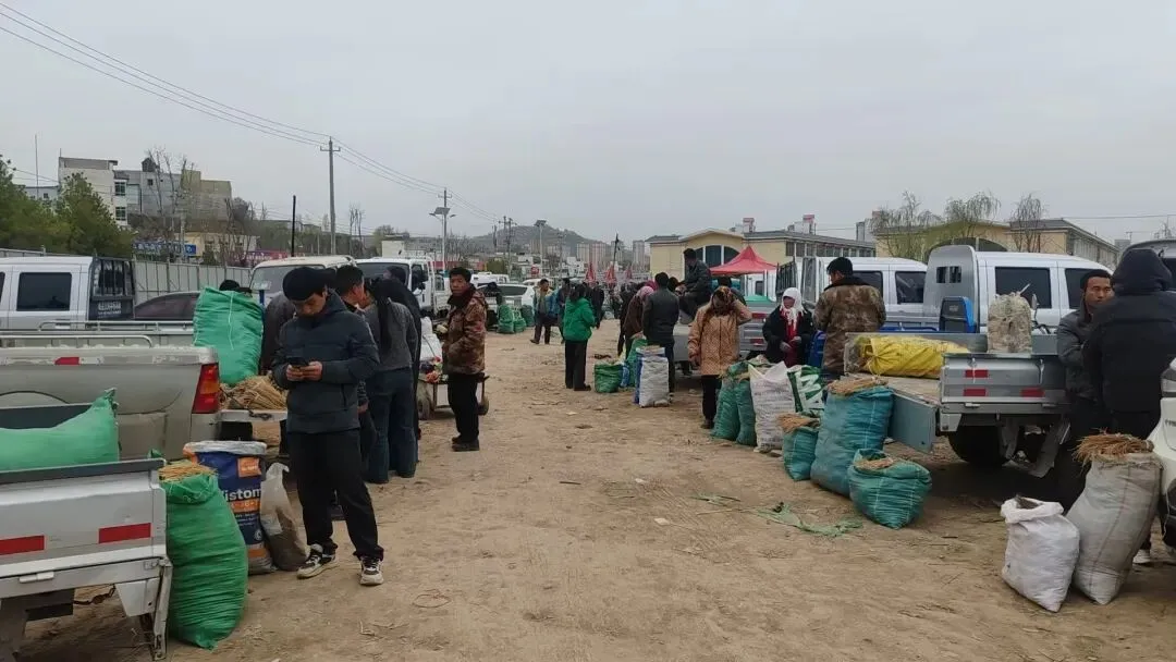 2026年4月20日岷县中药材市场快讯(当归饮片走货不快,成交价格疲软)