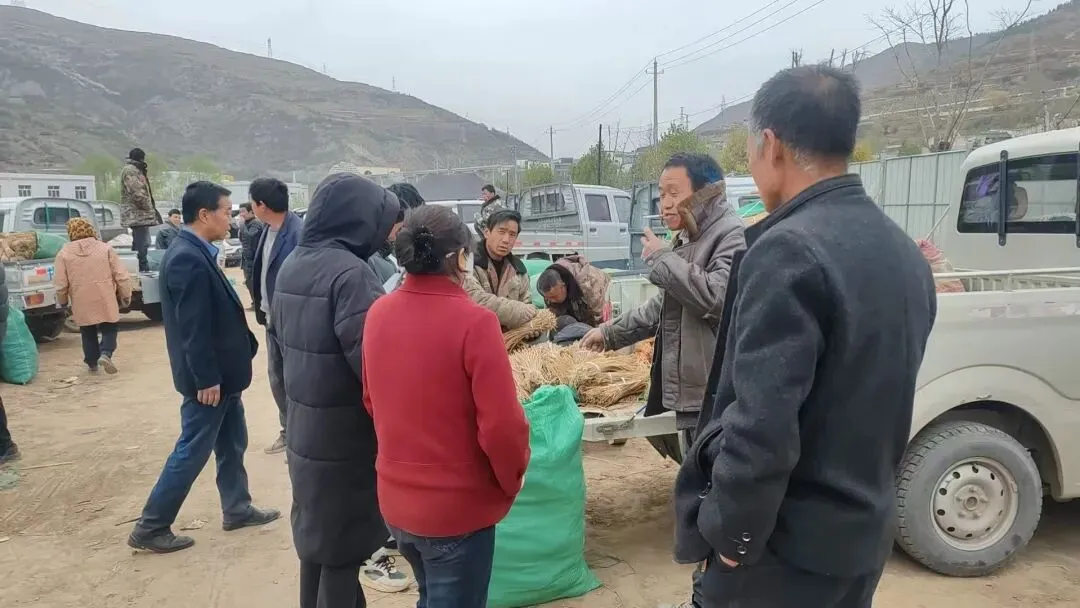 2026年4月20日岷县中药材市场快讯(当归饮片走货不快,成交价格疲软)