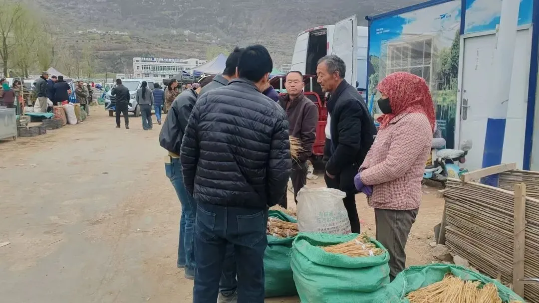 2026年4月20日岷县中药材市场快讯(当归饮片走货不快,成交价格疲软)