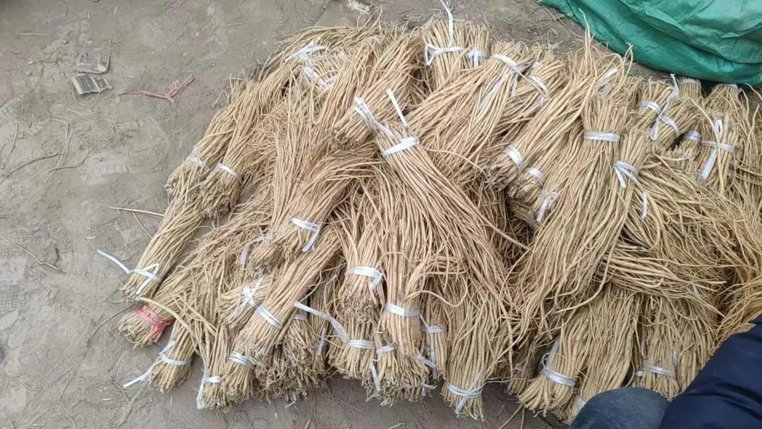 2026年4月20日岷县中药材市场快讯(当归饮片走货不快,成交价格疲软)